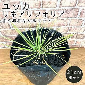専用 リピ割 ユッカ リネアリフォリア (き)子株付き da413991f5d889bd1d263f8262db18